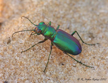 Cicindela scutellaris unicolor